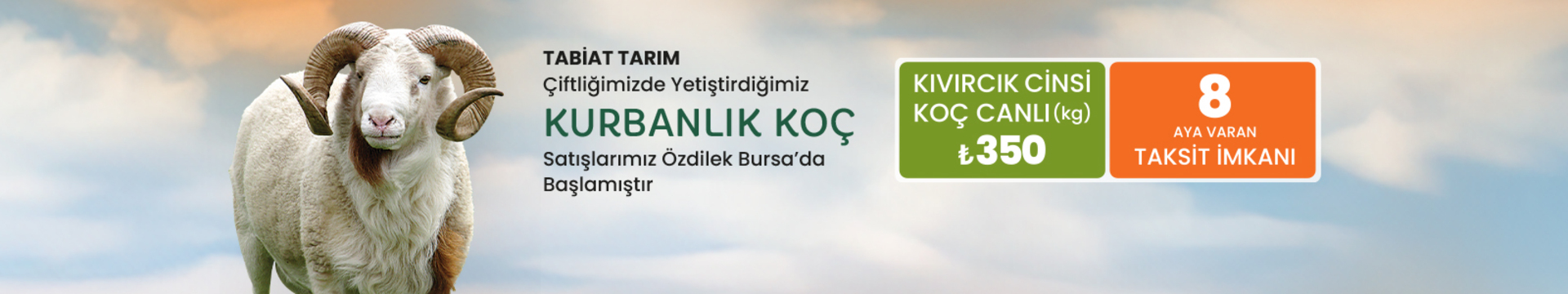 Kurbanlık Koç Satışlarımız Özdilek Bursa'da Başlamıştır