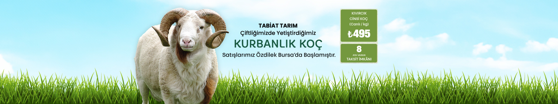 TABİAT TARIM Çiftliğimizde Yetiştirdiğimiz KURBANLIK KOÇ Satışlarımız Özdilek Bursa'da Başlamıştır.